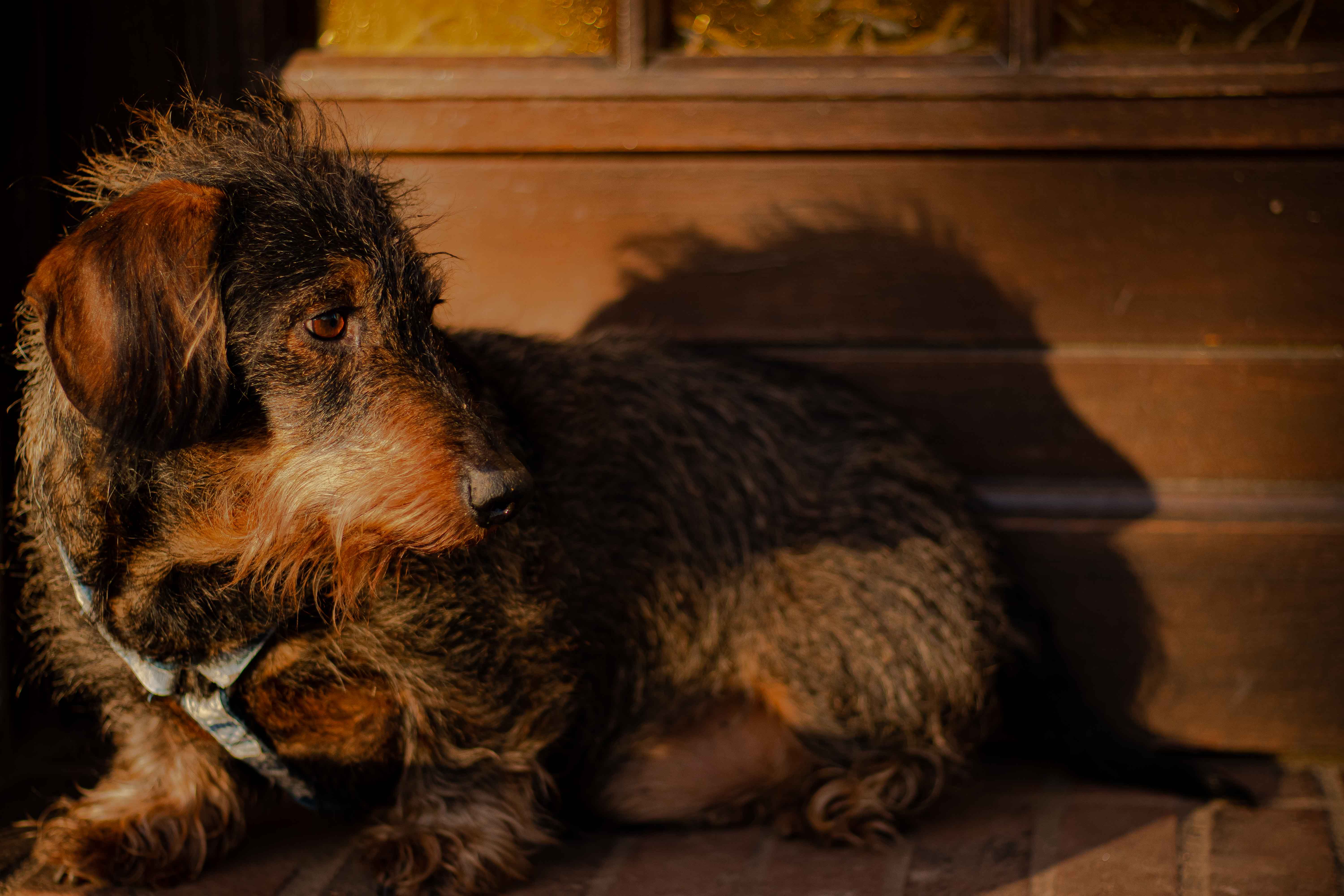 Photo d'un teckel à poil dur allongé devant une porte d'entrée